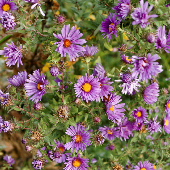 Aster novae-angliae  - New England Aster