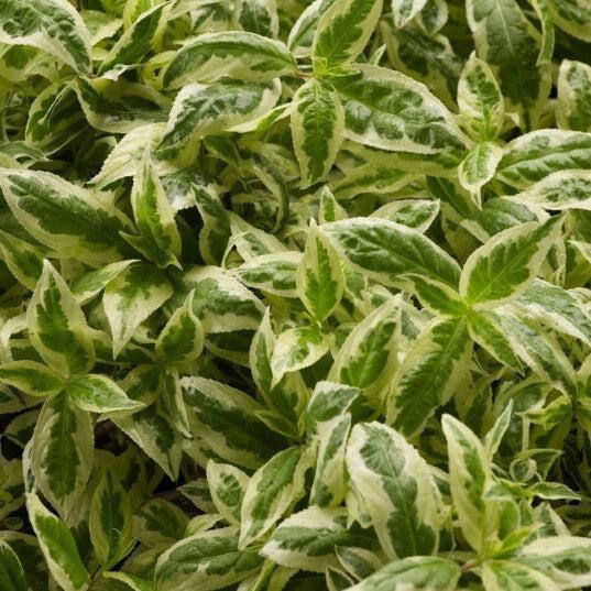 Diervilla sessilifolia 'LPDC Podaras'  - Cool Splash® Honeysuckle