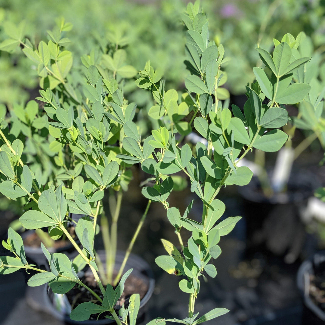 Baptisia australis  - Blue False Indigo