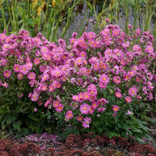 Anemone hybrid 'Sweetly'  - PW® Fall in Love® Sweetly Anemone