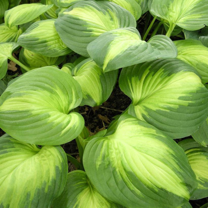 Hosta 'Enchiladas'  - Enchiladas Hosta