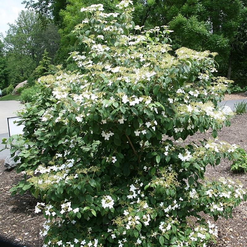 Viburnum plicatum var. tomentosum 'Summer Snowflake'  - Summer Snowflake Viburnum