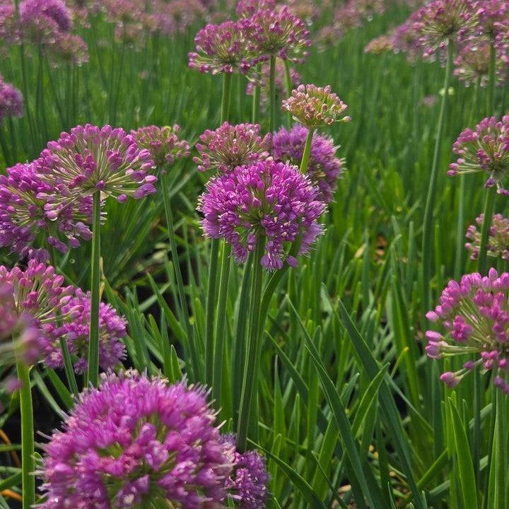 Allium x 'FB2020' PP35,932  - Cobalt Millenium Ornamental Onion