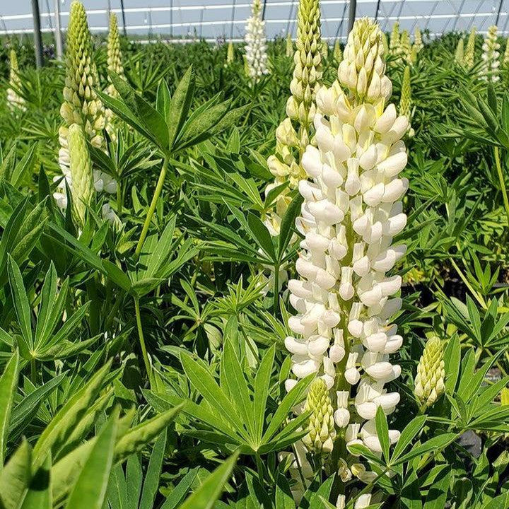 Lupinus polyphyllus 'Lupini White Shades'  - Lupini White Shades Lupine
