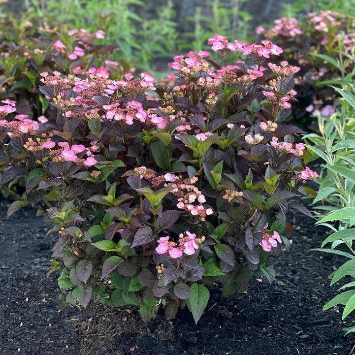Hydrangea serrata 'JPD01'  - Pink Dynamo™ Hydrangea