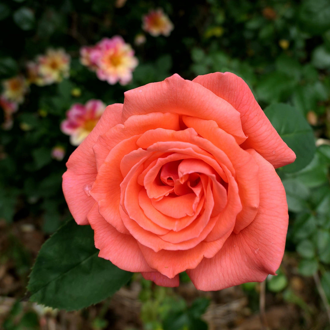 Rosa 'TANorstar'  - Tropicana Rose