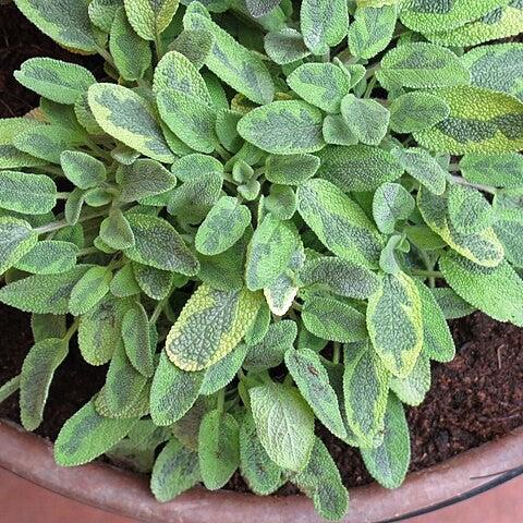 Salvia officinalis 'Icterina'  - Icterina Golden Sage
