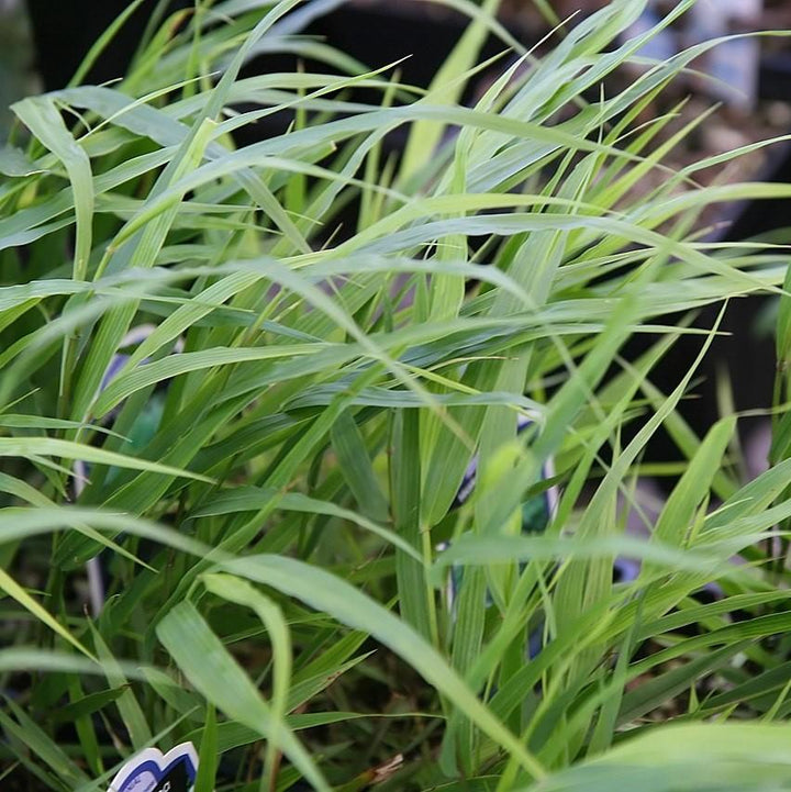 Hakonechloa macra  - Japanese Forest Grass, Hakone Grass