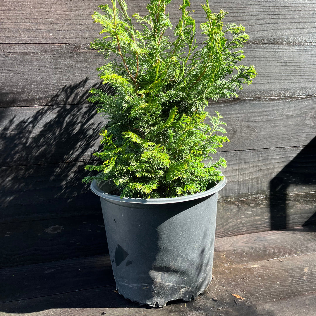 Chamaecyparis obtusa 'Gracilis'  - Slender Hinoki False Cypress
