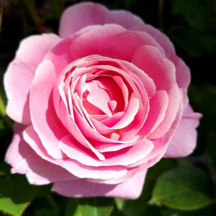 Rosa 'True Perfume'  - True Perfume Rose
