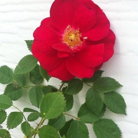 Rosa 'Sprofifth'  - Red Streamer™ Rose