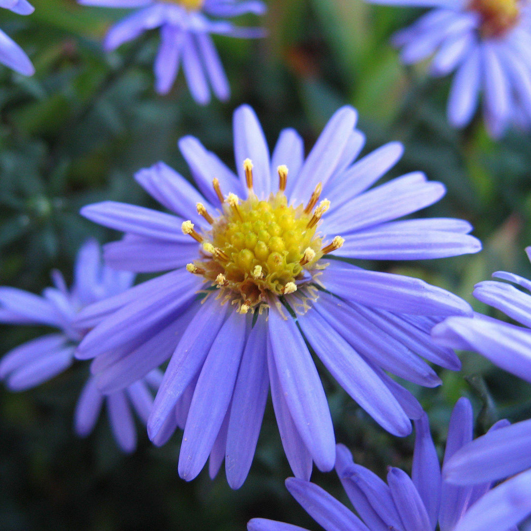 Aster laevis  - Smooth Aster