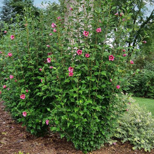 Hibiscus syriacus 'GFNHSRP'  - Red Pillar® Rose of Sharon