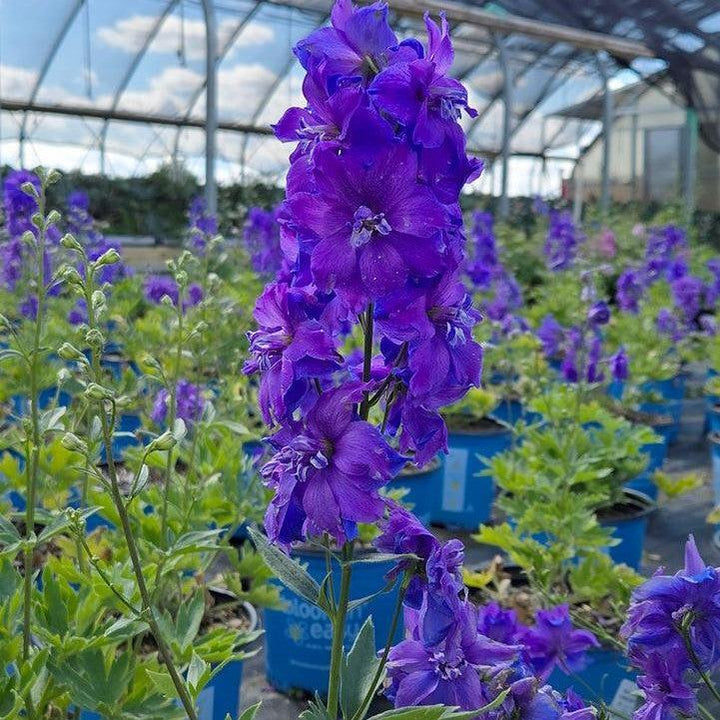 Delphinium x 'Holtlabea812'  - Laser Beam™ Delphinium