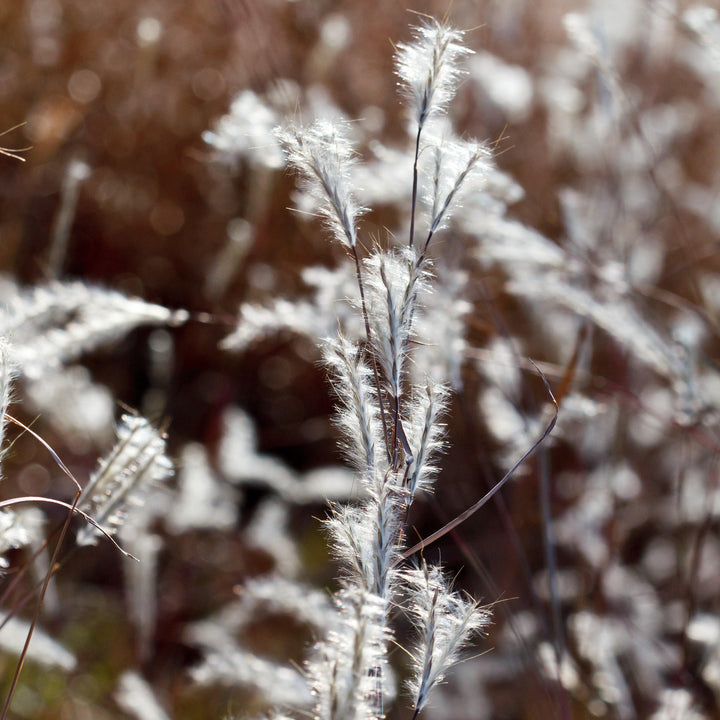 Andropogon ternarius 'Black Mountain'  - Black Mountain Bluestem