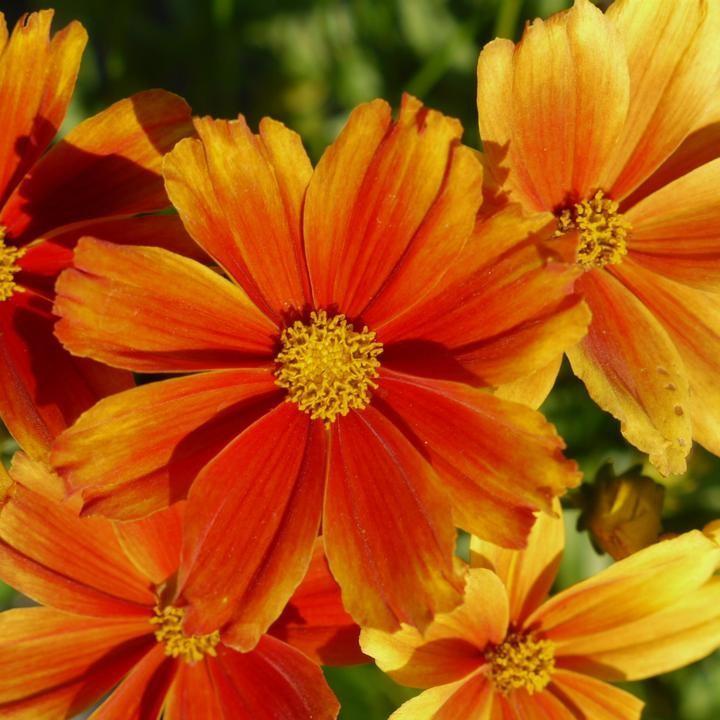 Coreopsis x 'Darling Clementine'  - Lil' Bang™ Darling Clementine Tickseed