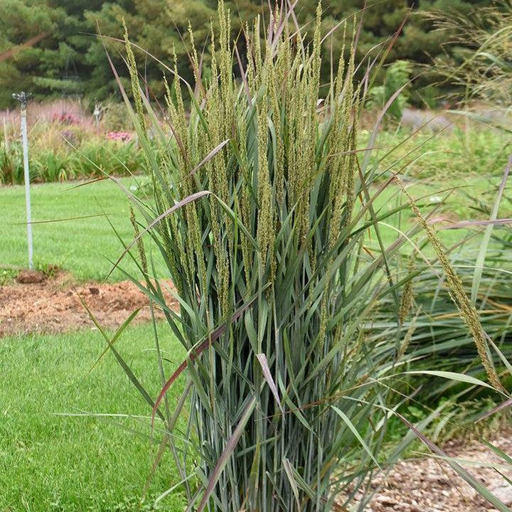 Panicum virgatum 'Blue Spear'  - Prairie Winds® Blue Spear Switch Grass