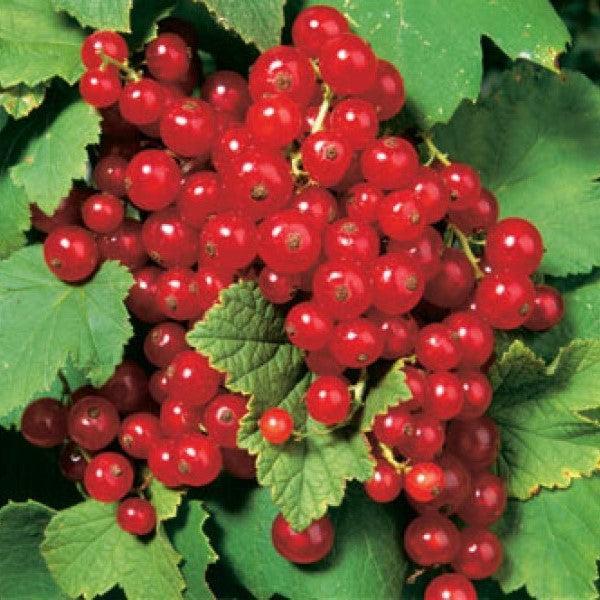 Ribes rubrum 'Red Lake'  - Red Lake Red Currant