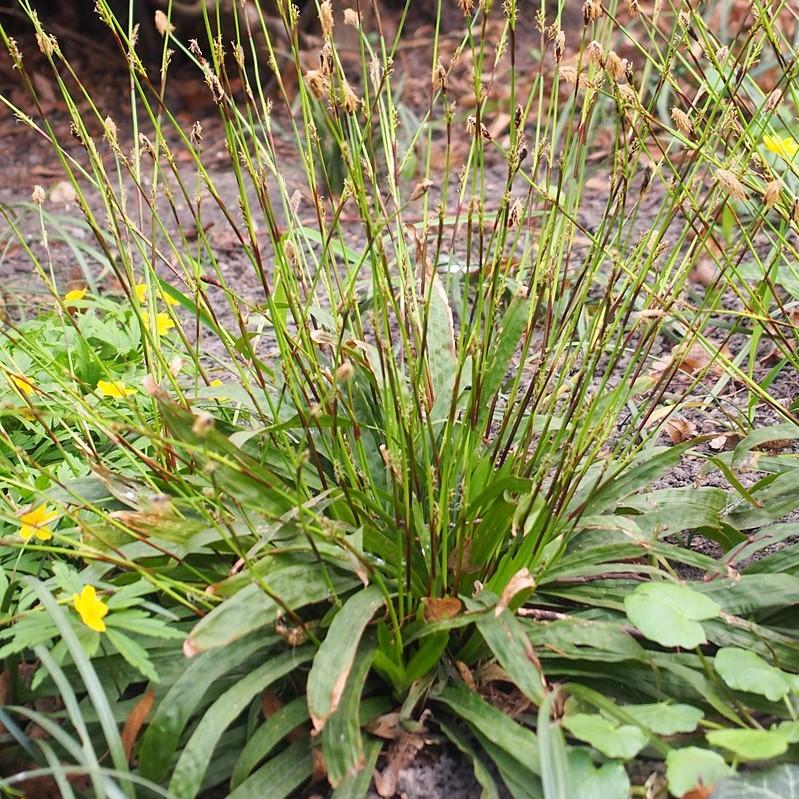 Carex plantaginea  - Seersucker Sedge