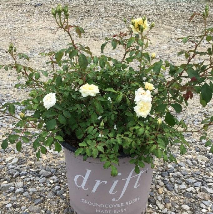 Rosa 'Meizorland’ PP#28,054  - White Drift® Rose