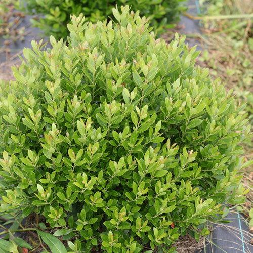 Ilex glabra 'ILEXFARROWTRACEY'  - Strongbox® Inkberry Holly