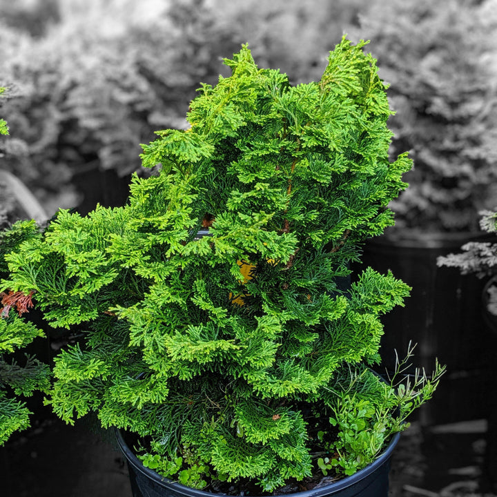 Chamaecyparis obtusa 'Gracilis'  - Slender Hinoki False Cypress