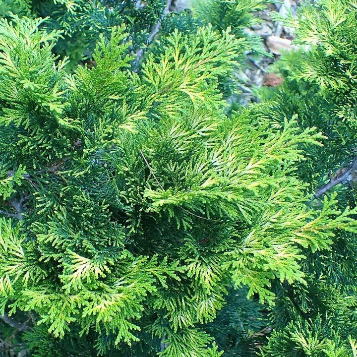 Chamaecyparis obtusa 'Verdonii'  - Verdonii Hinoki Cypress