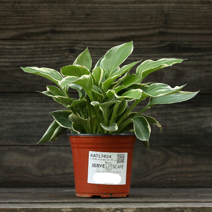 Hosta 'Francee'  - Francee Hosta