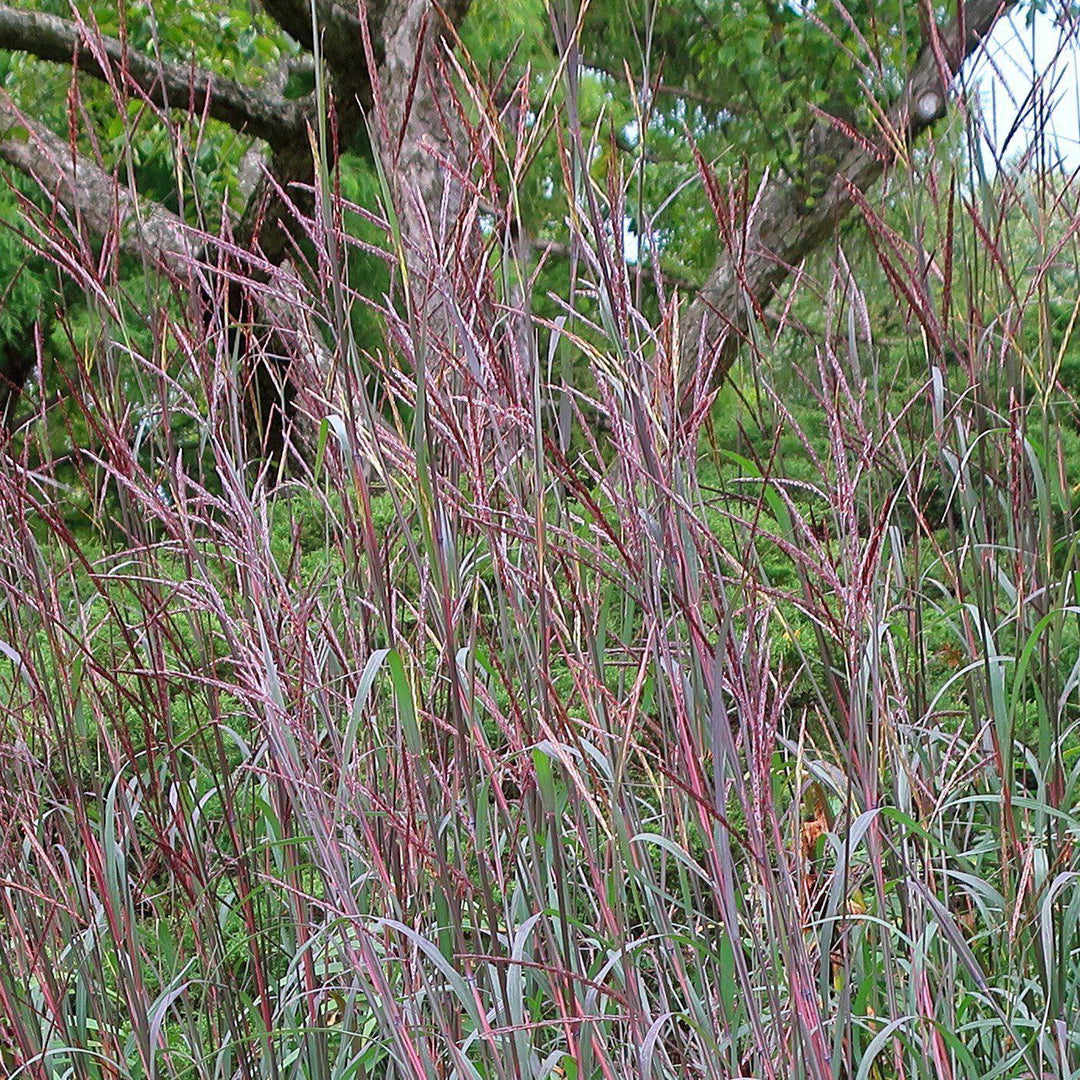 Andropogon gerardii 'Blackhawks'  - Blackhawks Big Blue Stem