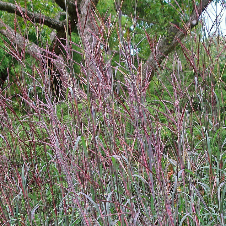 Andropogon gerardii 'Blackhawks'  - Blackhawks Big Blue Stem