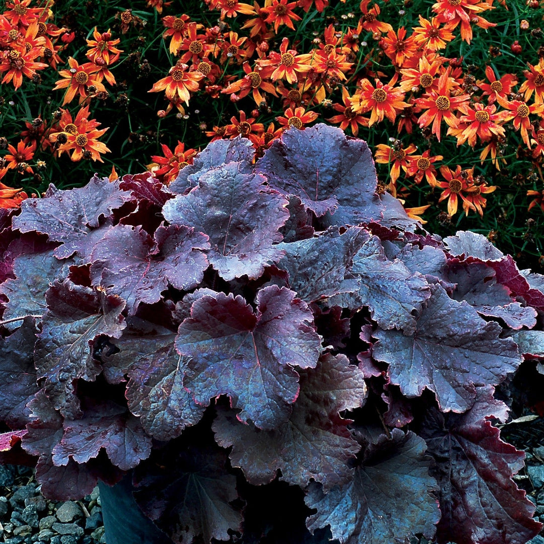 Heuchera 'TNHEUNEB'  - Northern Exposure™ Black Heuchera