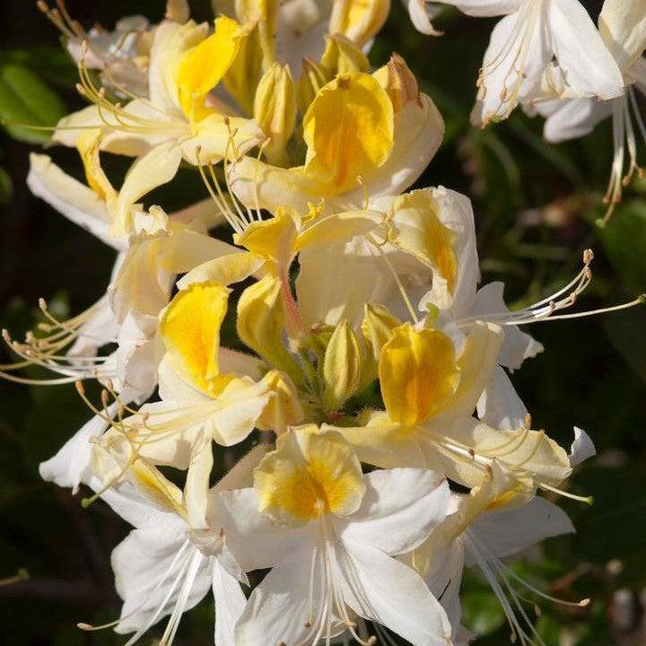 Rhododendron 'Northern Hi-Lights'  - Northern Hi-Lights Azalea