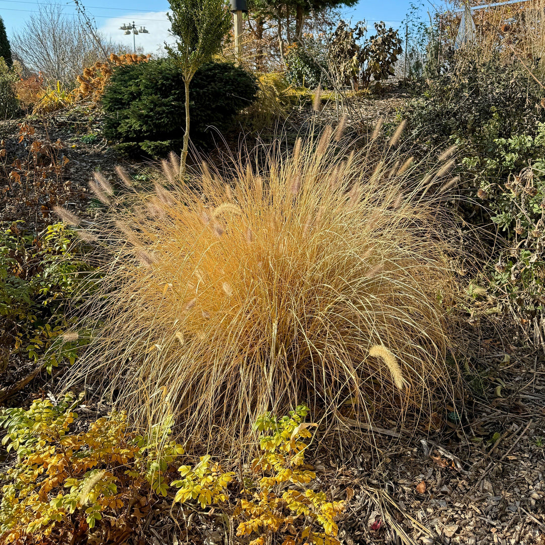 Pennisetum alopecuroides 'TIFT PA18'  - Cayenne™ Fountain Grass