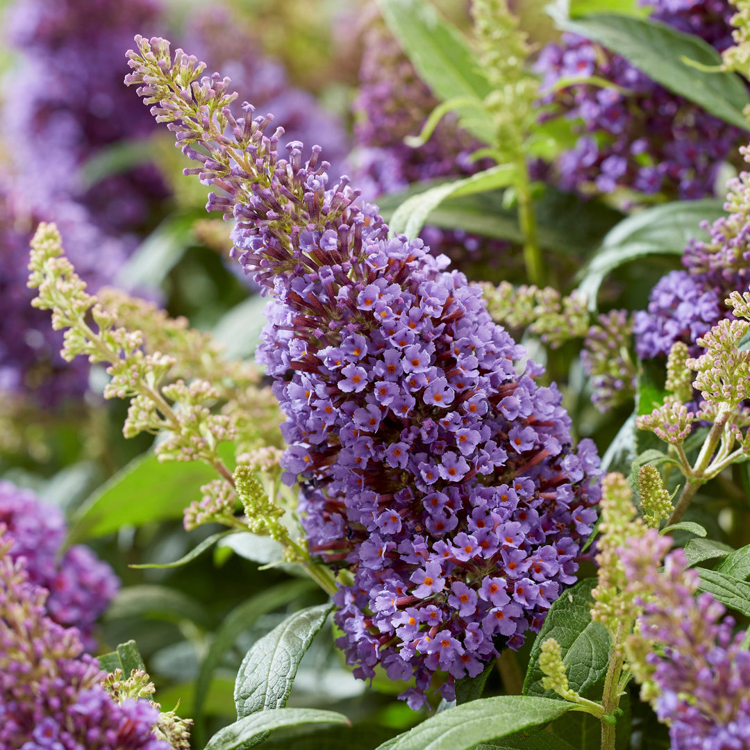 Buddleia davidii ‘BotEx 004’ PP34,378  - Butterfly Candy™ Lil' Lavender™ Butterfly Bush