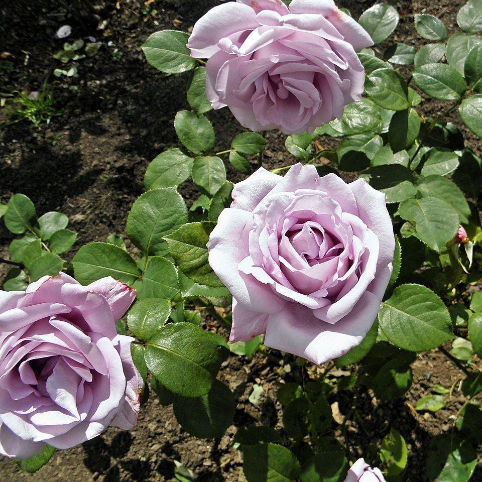 Rosa 'Blue Girl'  - Blue Girl Rose