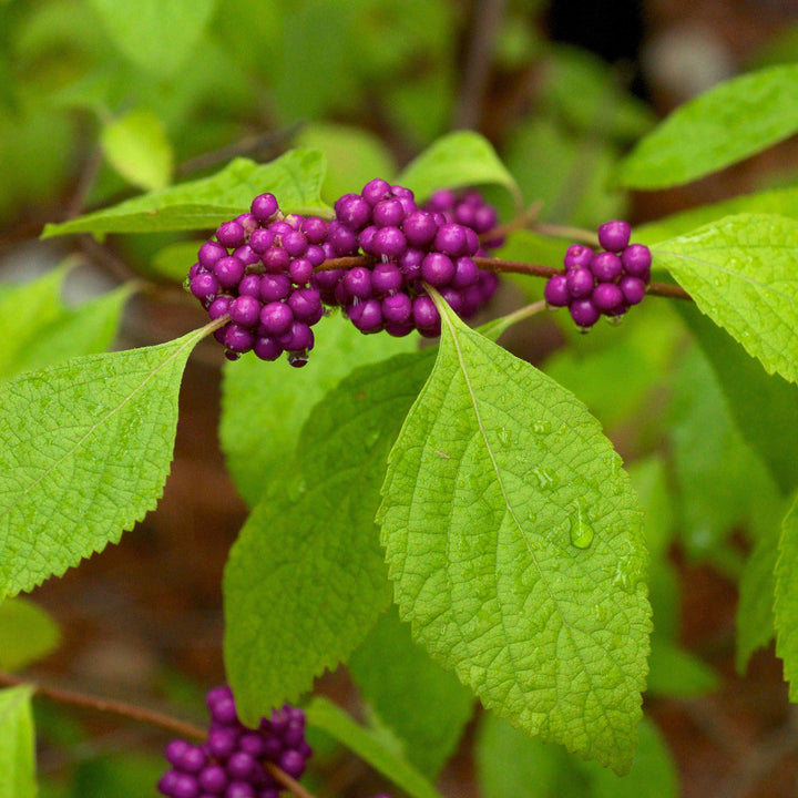 Callicarpa americana  - American Beautyberry