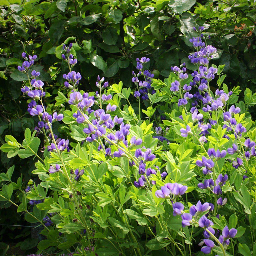 Baptisia australis  - Blue False Indigo