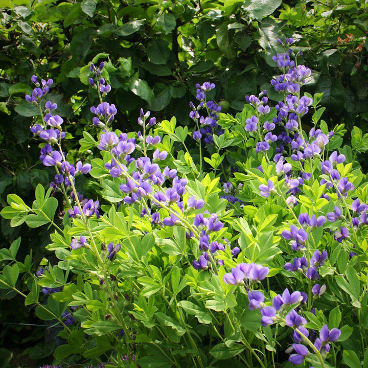 Baptisia australis  - Blue False Indigo