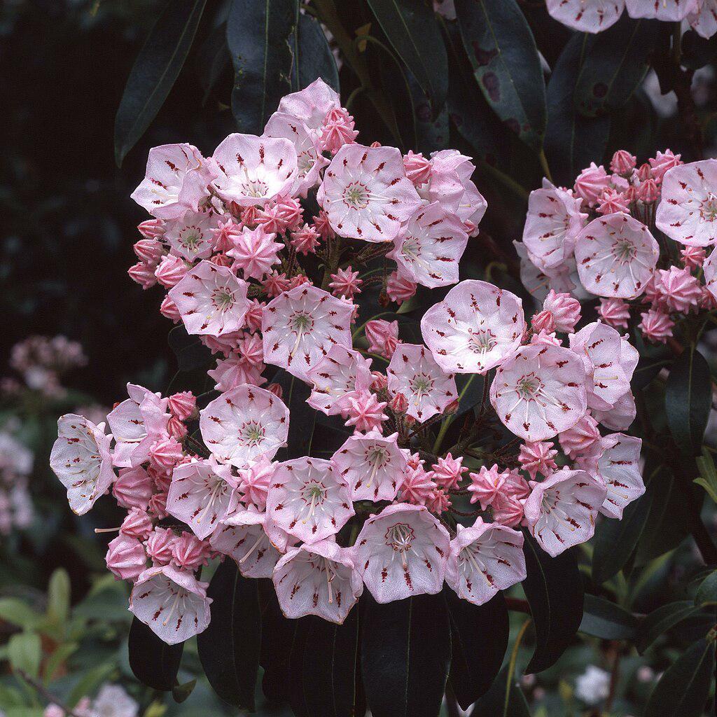 Kalmia latifolia 'Good Show'  - Good Show Mountain Laurel