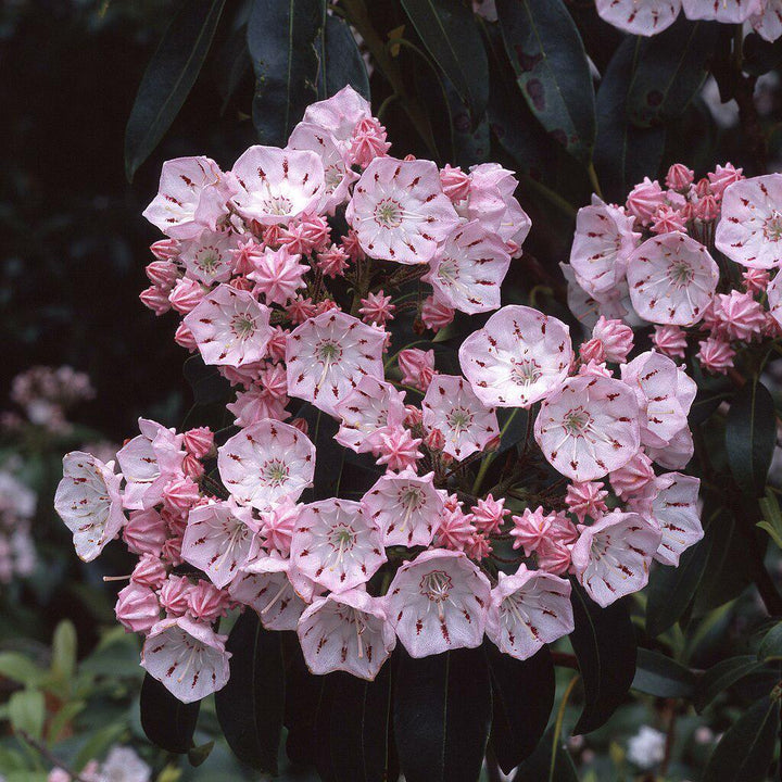 Kalmia latifolia 'Good Show'  - Good Show Mountain Laurel