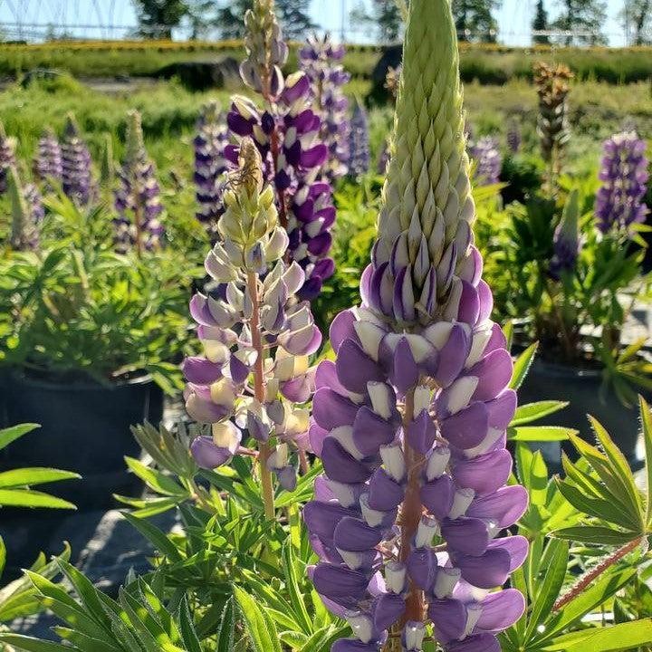 Lupinus 'The Governor'  - The Governor Lupine