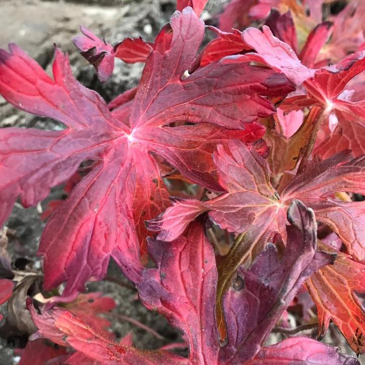 Geranium maculatum 'Crane Dance'  - Crane Dance Cranesbill