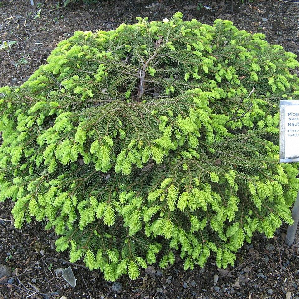 Picea abies 'Nidiformis'  - Bird's Nest Spruce