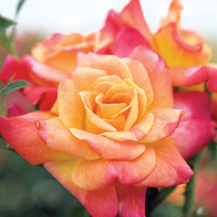 Rosa 'Joseph's Coat'  - Joseph's Coat Rose