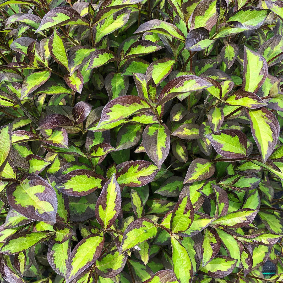 Weigela florida 'SMNWFBGV' PP34,297  - PW® Vinho Verde® Weigela