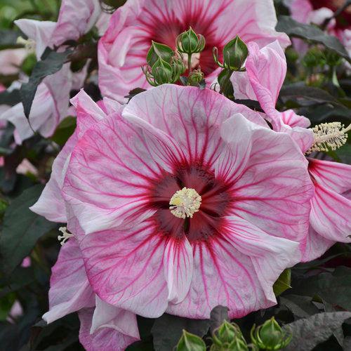 Hibiscus 'Cherry Choco Latte'  - Summerific® Cherry Choco Latte Hibiscus