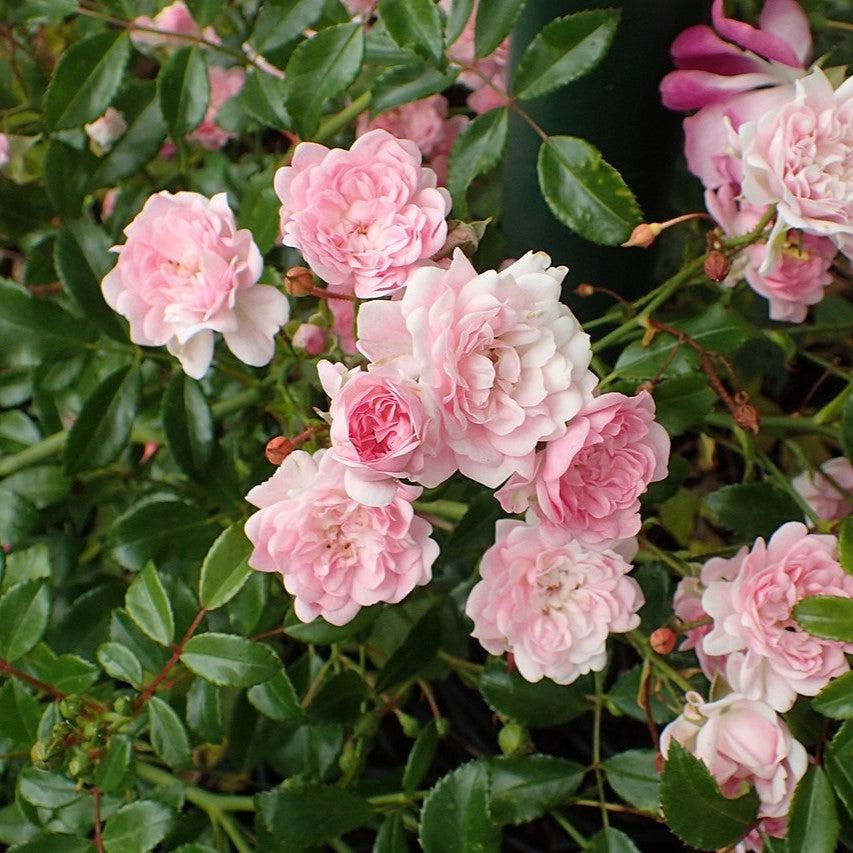 Rosa 'The Fairy'  - The Fairy Rose