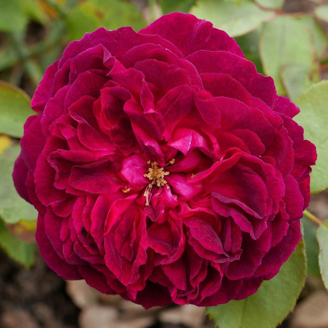 Rosa 'Ausbernard'  - Munstead Wood Rose