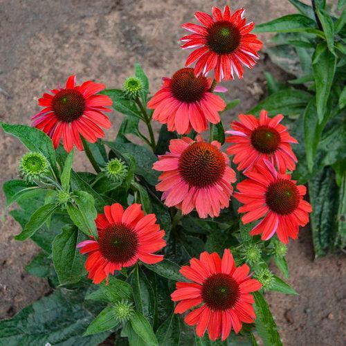 Echinacea 'Frankly Scarlet'  - Color Coded® Frankly Scarlet Echinacea