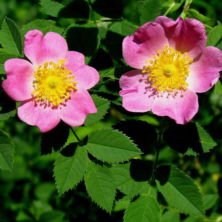 Rosa carolina  - Carolina Rose